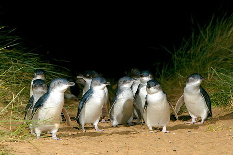 Phillip Island Penguin, Brighton Beach, Moonlit Sanctuary From Melbourne - Hotel Accommodation 5