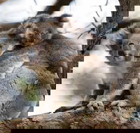 Great Ocean Road Sunset Tour from Melbourne - Hotel Accommodation