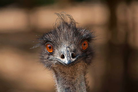 Currumbin Wildlife Sanctuary General Entry Ticket - Hotel Accommodation 0