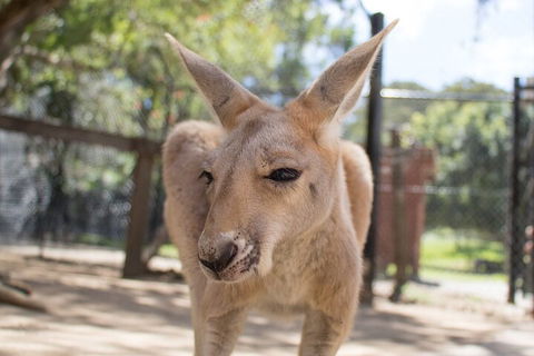 Currumbin Wildlife Sanctuary General Entry Ticket - Hotel Accommodation 2