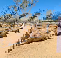 West MacDonnell Ranges Half-Day Small-Group Tour with Camel Ride - Hotel Accommodation