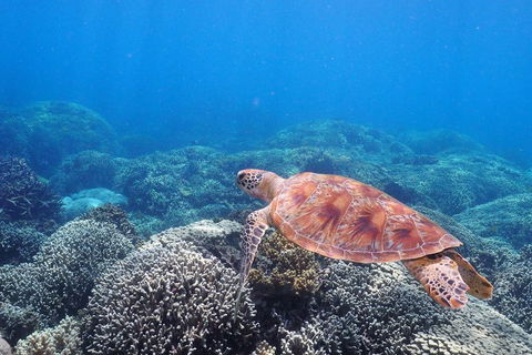 Calypso Outer Great Barrier Reef Cruise From Port Douglas - Hotel Accommodation 2
