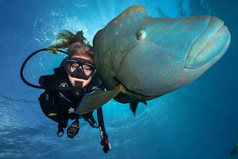 Great Barrier Reef Snorkeling And Diving Cruise From Cairns - Hotel Accommodation 0