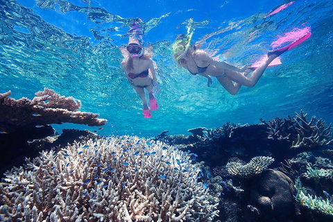 Great Barrier Reef Scenic Helicopter Tour And Cruise From Cairns - Hotel Accommodation 3