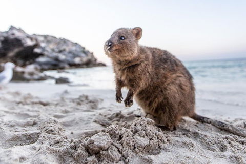 Rottnest Island All-Inclusive Grand Island Tour From Fremantle - Hotel Accommodation 2