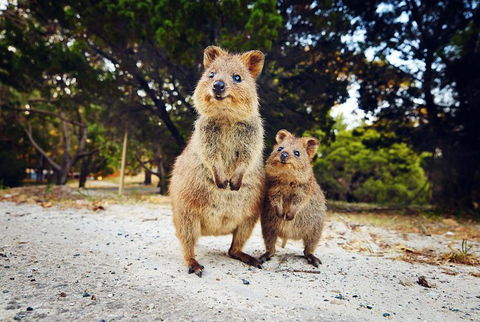 Rottnest Island All-Inclusive Grand Island Tour From Fremantle - Hotel Accommodation 5