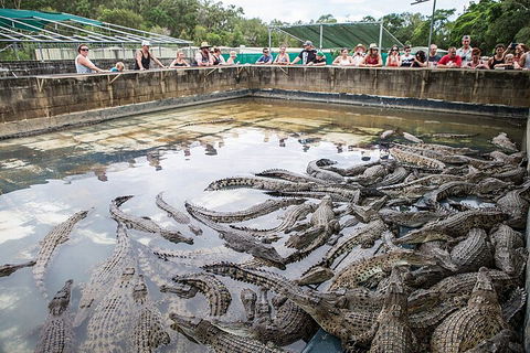 Breakfast With The Koalas At Hartley's Crocodile Park From Cairns Or Palm Cove - Hotel Accommodation 1
