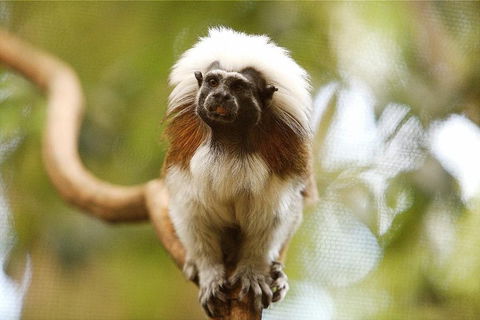 Breakfast With The Koalas At Hartley's Crocodile Park From Cairns Or Palm Cove - Hotel Accommodation 3