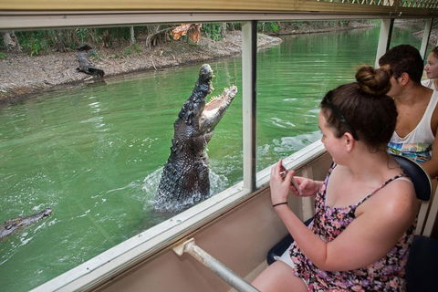 Breakfast With The Koalas At Hartley's Crocodile Park From Cairns Or Palm Cove - Hotel Accommodation 4