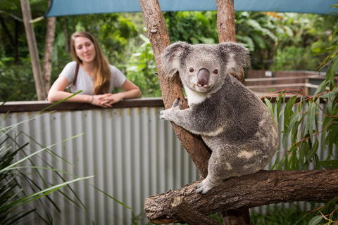 Breakfast With The Koalas At Hartley's Crocodile Park From Cairns Or Palm Cove - Hotel Accommodation 5