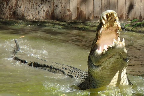 Hartley's Crocodile Adventures Day Trip From Palm Cove - Hotel Accommodation 3