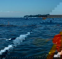 Mornington Peninsula Kayak Coastline Tour of Dolphin Sanctuary - Hotel Accommodation