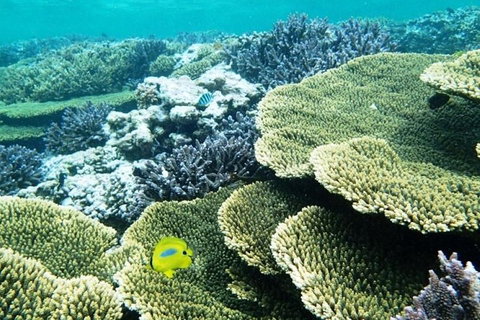 Abrolhos Islands Scenic Flight & Snorkel Adventure From Perth - Hotel Accommodation 4