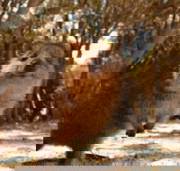 Wave Rock  Rottnest Island - Air  Ground Tour - Hotel Accommodation