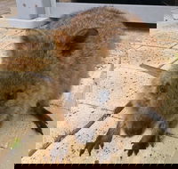 Wave Rock Pinnacles and Rottnest One Day Aeroplane Tour - Hotel Accommodation