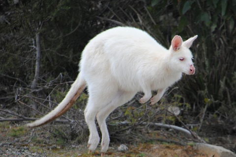 Small-Group Day Trip From Hobart To Bruny Island - Hotel Accommodation 2