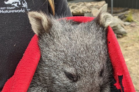 2-Day Tas East Coast Escape Tour Including Bay Of Fires, Wineglass Bay & Devils - Hotel Accommodation 3