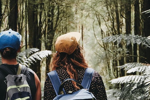 Small Group - 12 Apostles, Otways & Great Ocean Road Day Tour From Melbourne - Hotel Accommodation 3