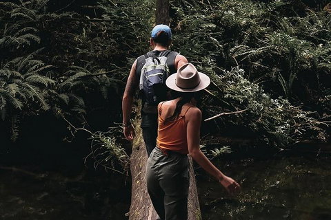 Small Group - 12 Apostles, Otways & Great Ocean Road Day Tour From Melbourne - Hotel Accommodation 5