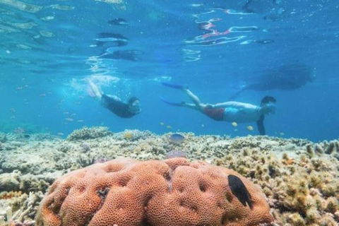 Great Barrier Reef Day Cruise To Reefworld - Hotel Accommodation 1