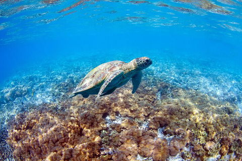 Great Barrier Reef Day Cruise To Reefworld - Hotel Accommodation 5
