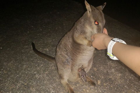 Private Tour To Paronella Park, Historic Village Herberton And Wild Life Wallaby - Hotel Accommodation 0