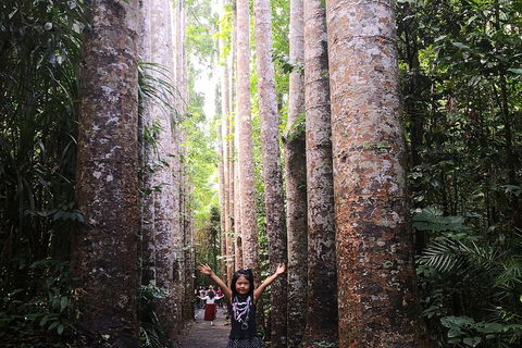 Private Tour To Paronella Park, Historic Village Herberton And Wild Life Wallaby - Hotel Accommodation 2