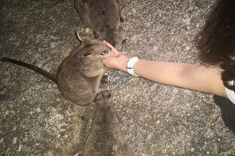Private Tour To Paronella Park, Historic Village Herberton And Wild Life Wallaby - Hotel Accommodation 4