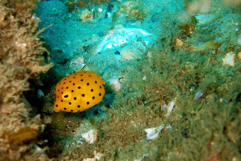 Wave Break Island Scuba Diving On The Gold Coast - Hotel Accommodation 3