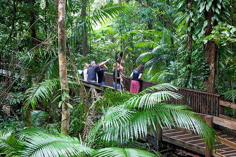 Full Day Daintree Rainforest And Mossman Gorge Tour - Hotel Accommodation 1