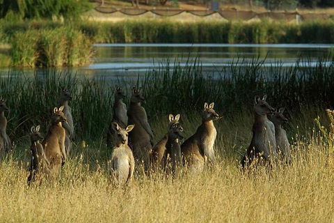 Canberra - The National Capital | Full Day Private Tour | Departs From Sydney - Hotel Accommodation 3