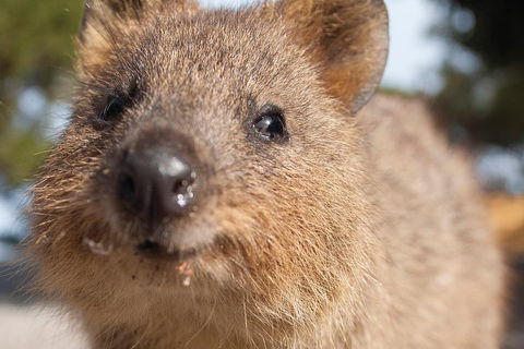 Seaplane Flights Perth To Rottnest Island And Return - Hotel Accommodation 2