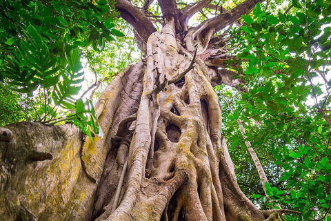 Mossman Gorge Adventure Day - Hotel Accommodation 1