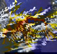 SEA LIFE Melbourne Aquarium Admission Ticket - Hotel Accommodation