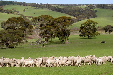 Kangaroo Island Luxury Small Group 'Island Life' Full Day Tour - Hotel Accommodation 1