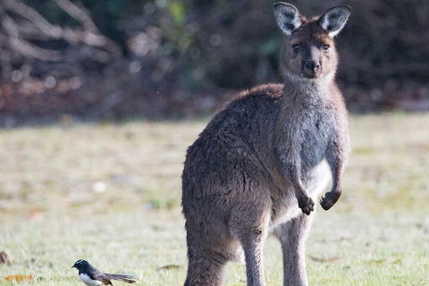 Kangaroo Island Luxury Small Group 'Island Life' Full Day Tour - Hotel Accommodation 2