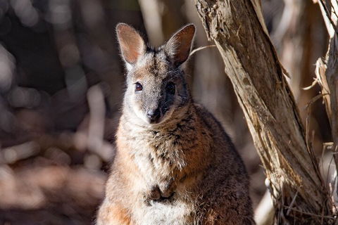 Kangaroo Island Luxury Small Group 'Island Life' Full Day Tour - Hotel Accommodation 3