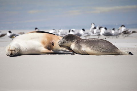 Kangaroo Island Luxury Small Group 'Island Life' Full Day Tour - Hotel Accommodation 5