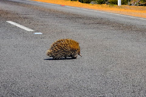 Kangaroo Island Luxury Small Group 'Flinders Chase Focus' Full Day Tour - Hotel Accommodation 3