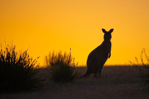 Kangaroo Island Luxury Small Group 'Flinders Chase Focus' Full Day Tour - Hotel Accommodation 5