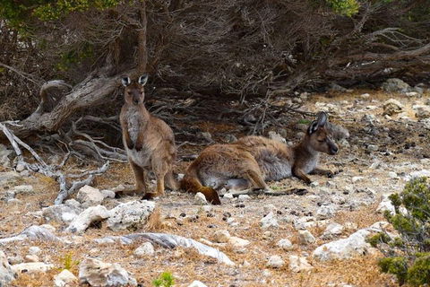 Kangaroo Island Luxury Small Group 'East End Explorer' Full Day Tour - Hotel Accommodation 4
