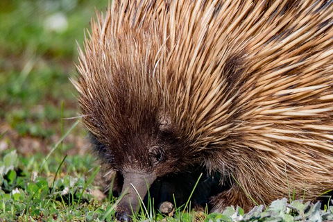 Kangaroo Island Luxury Small Group 'East End Explorer' Full Day Tour - Hotel Accommodation 5