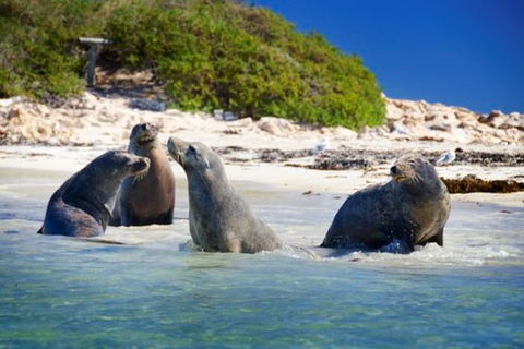 Dolphin, Penguin And Sea Lion Cruise - Hotel Accommodation 0