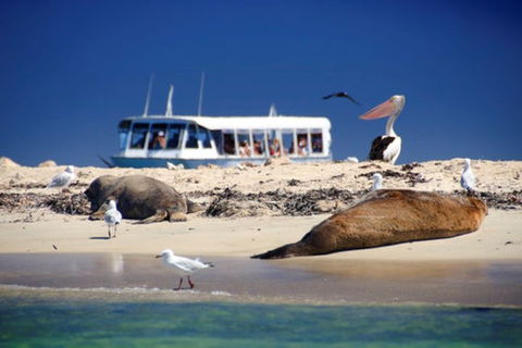 Dolphin, Penguin And Sea Lion Cruise - Hotel Accommodation 1