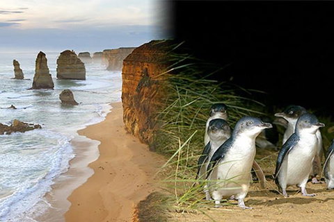 Melbourne Super Saver: Great Ocean Road + Phillip Island + Attraction Pass - Hotel Accommodation 0