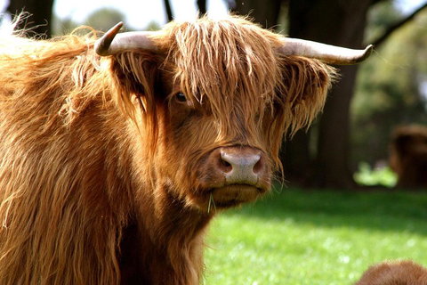 Melbourne Super Saver: Great Ocean Road + Phillip Island + Attraction Pass - Hotel Accommodation 1