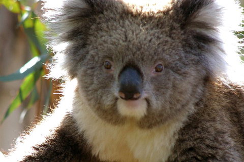 Melbourne Super Saver: Great Ocean Road + Phillip Island + Attraction Pass - Hotel Accommodation 3