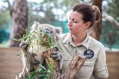 Melbourne Super Saver: Great Ocean Road + Phillip Island + Attraction Pass - Hotel Accommodation 4