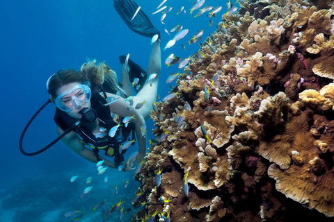 Great Barrier Reef Diving And Snorkeling Cruise From Cairns - Hotel Accommodation 1