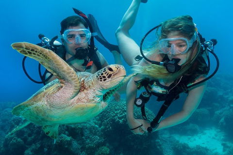 Great Barrier Reef Diving And Snorkeling Cruise From Cairns - Hotel Accommodation 4